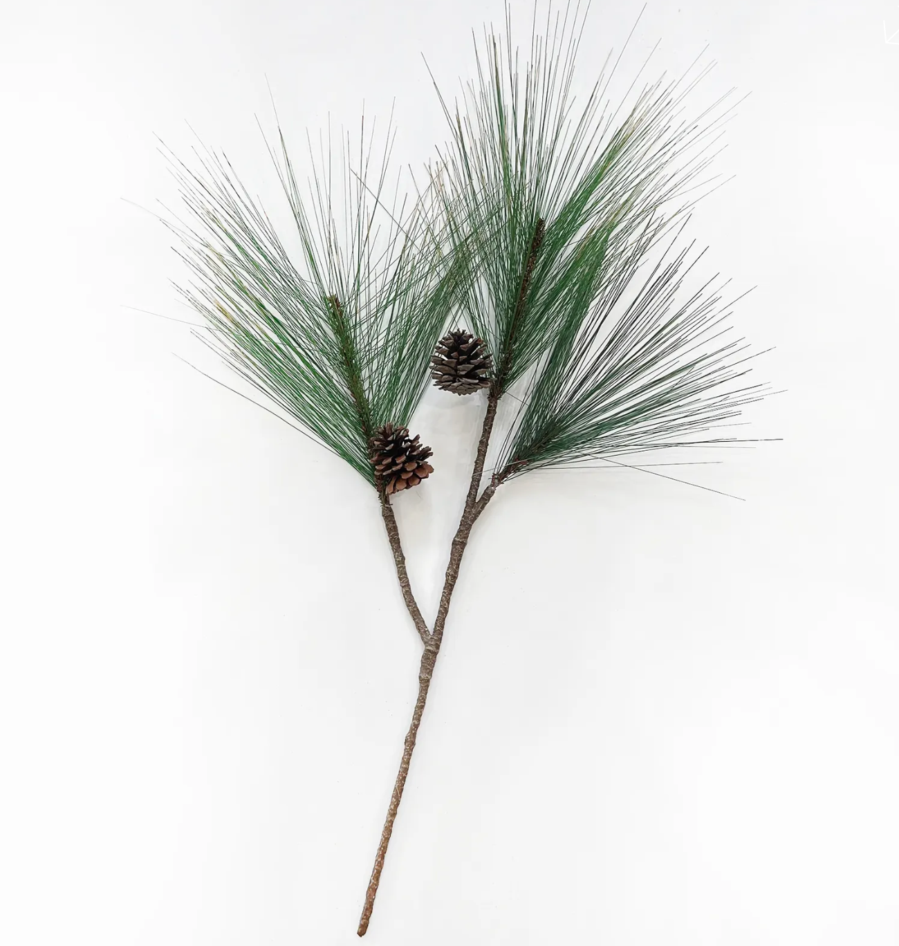 FOOTHILL PINE STEM