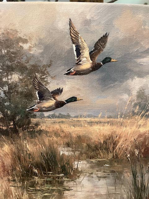 Mallard duck canvas art print