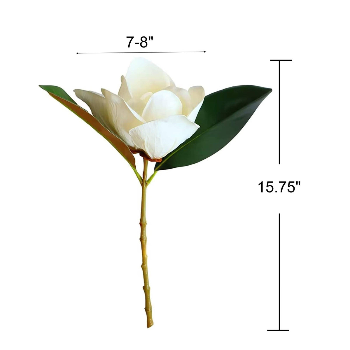 Realistic Large bloom Magnolia Flower with Leaves