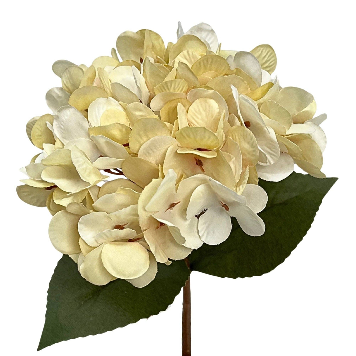 Dried Hydrangea pick 13.5" - Cream