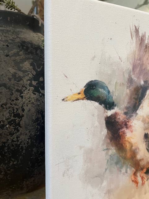 Mallard duck canvas art