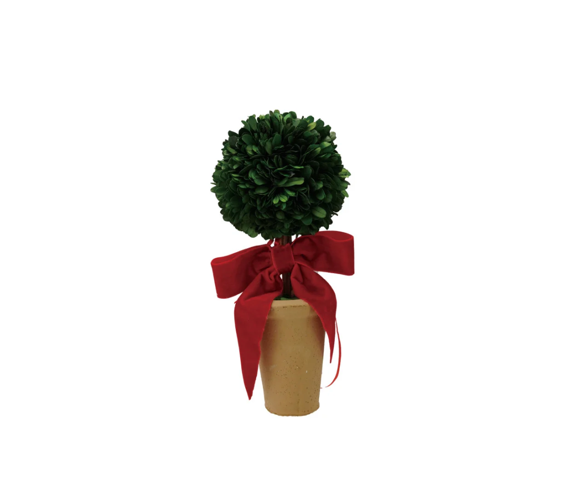 Dried Boxwood Tree in Terra-cotta Pot with Red Velvet Bow