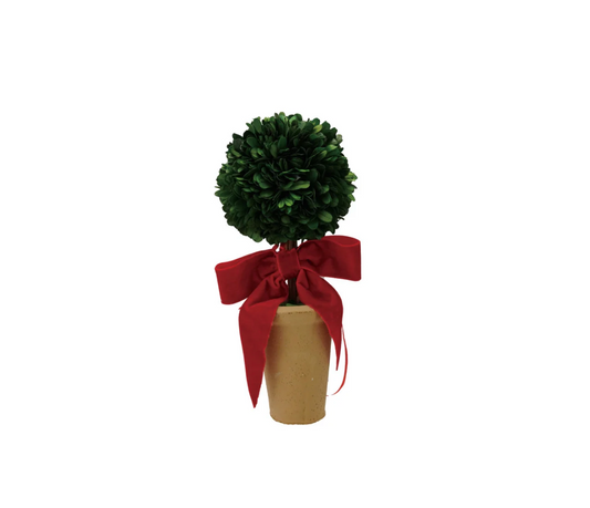 Dried Boxwood Tree in Terra-cotta Pot with Red Velvet Bow