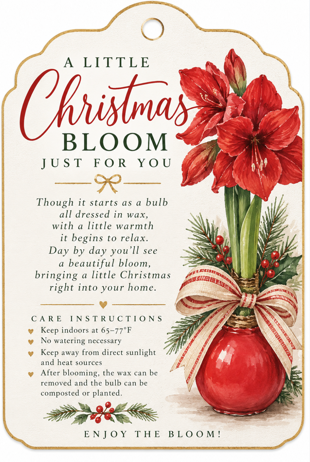Christmas Waxed Amaryllis Bulb – Assorted Colors