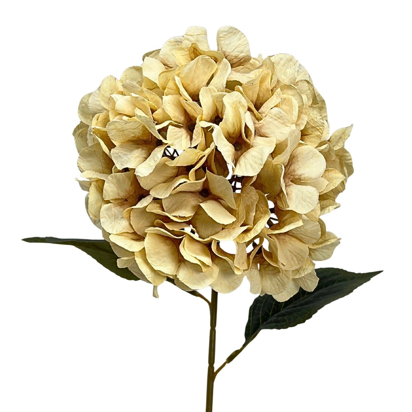 Dried Hydrangea Stem 30" - Ivory