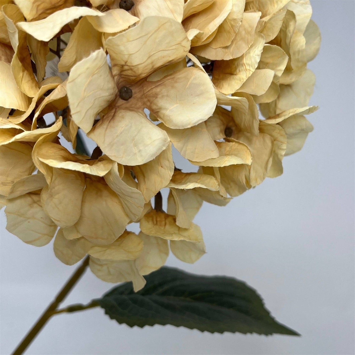 Dried Hydrangea Stem 30" - Ivory