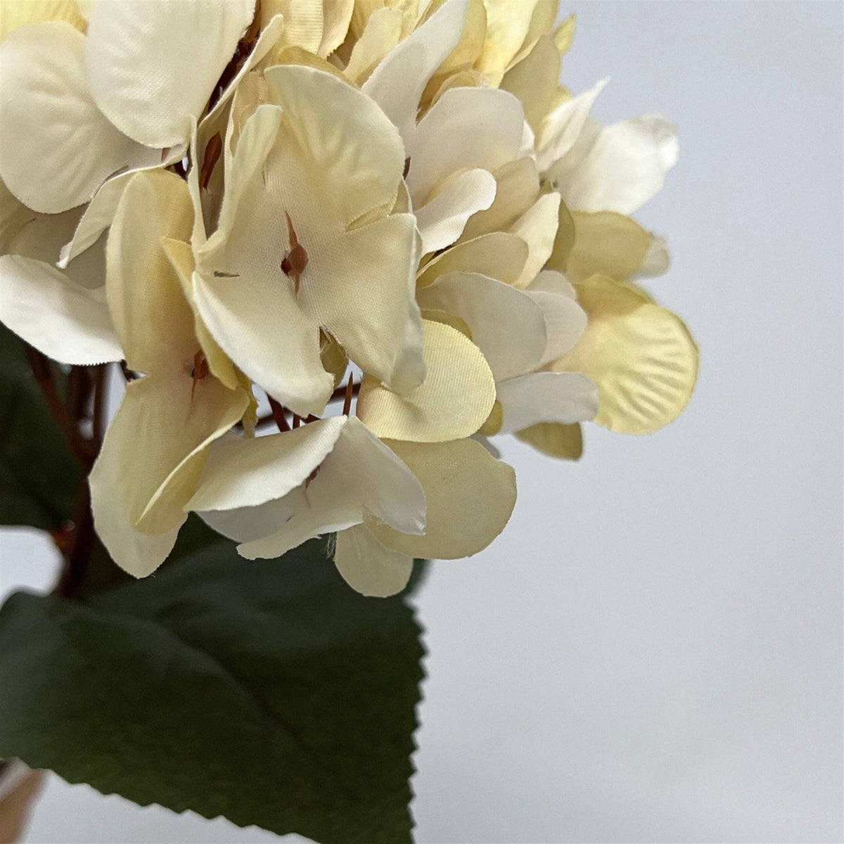 Dried Hydrangea pick 13.5" - Cream