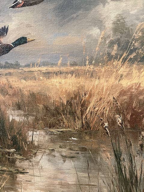 Mallard duck canvas art print