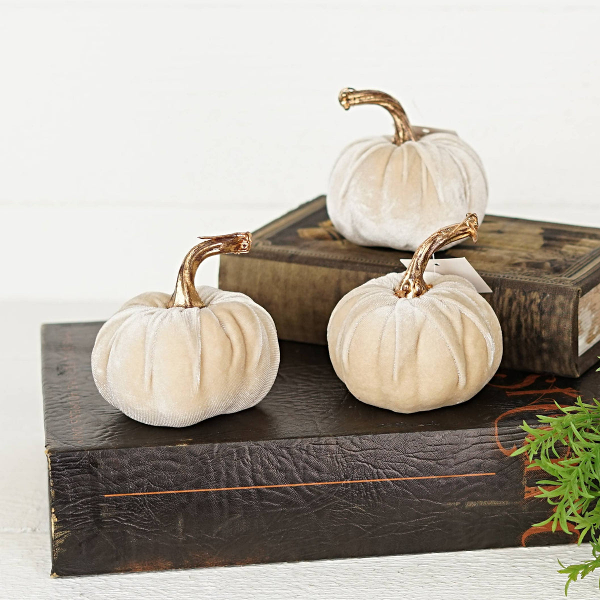 4in Velvet Pumpkin w.Golden Stem-Champaign