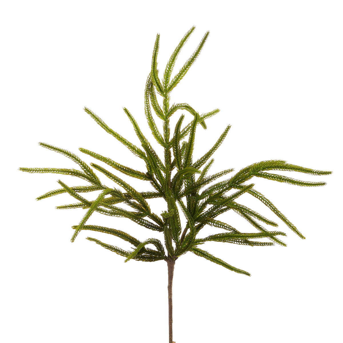 26" Norfolk Pine Spray