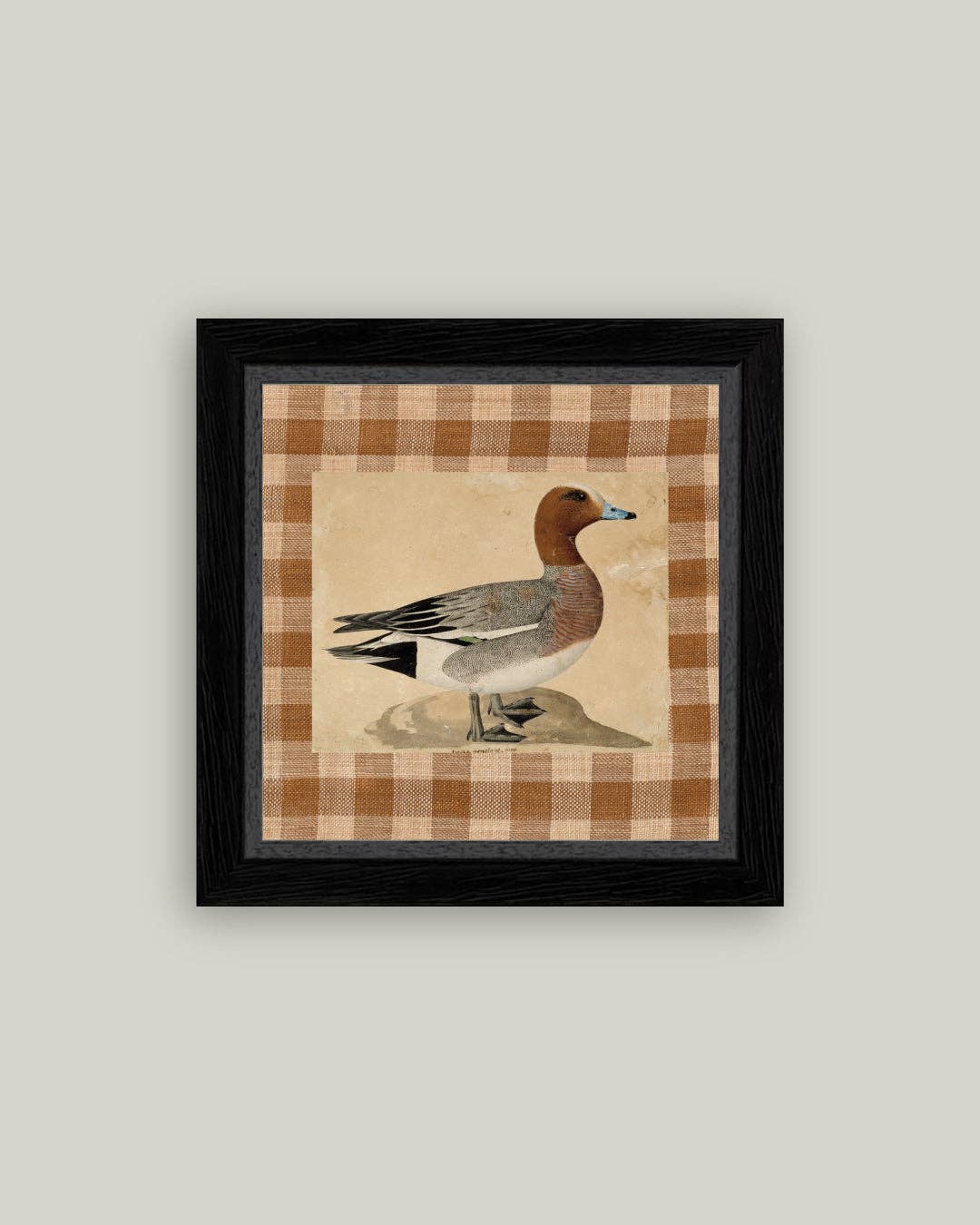 Eurasian Wigeon: 5x5
