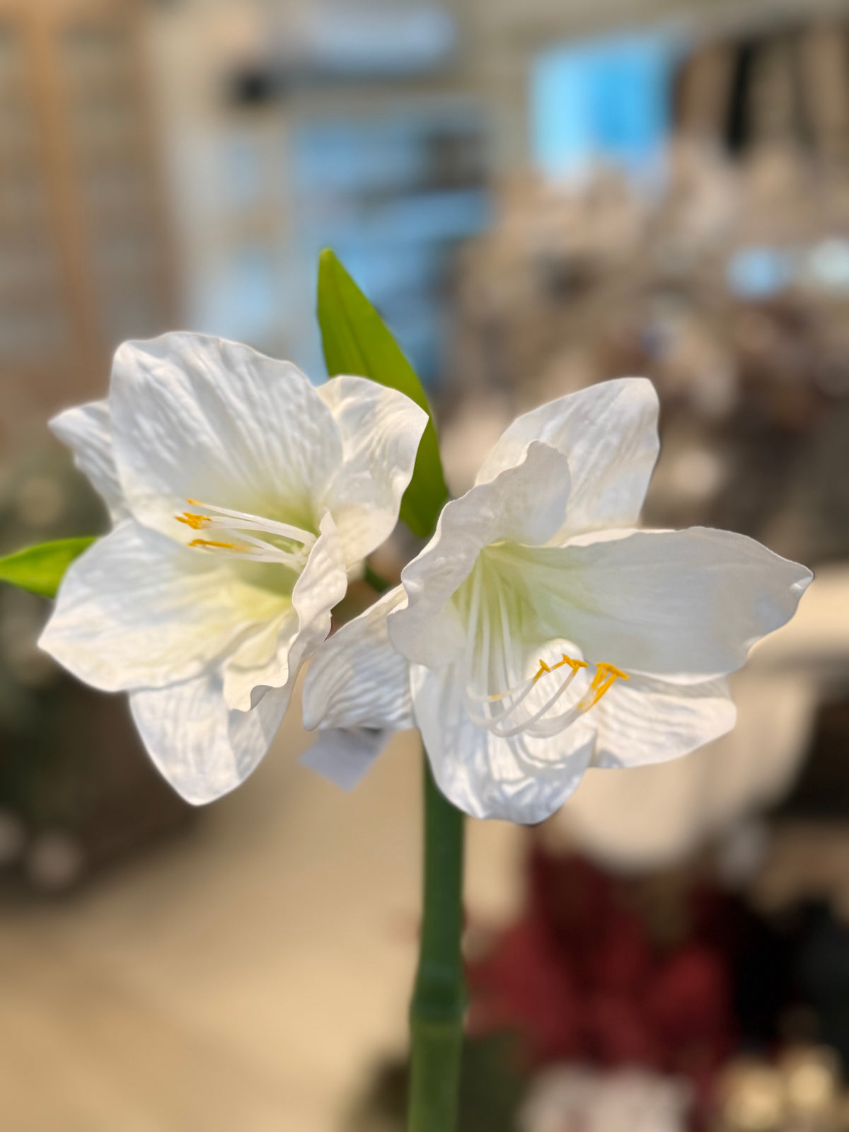White Garden Amaryllis Stem – 29"
