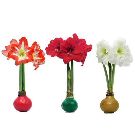Christmas Waxed Amaryllis Bulb – Assorted Colors