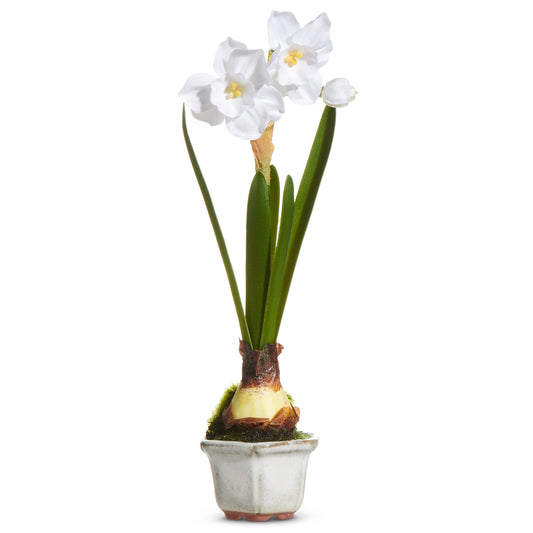 Single Narcissus In Cachepot