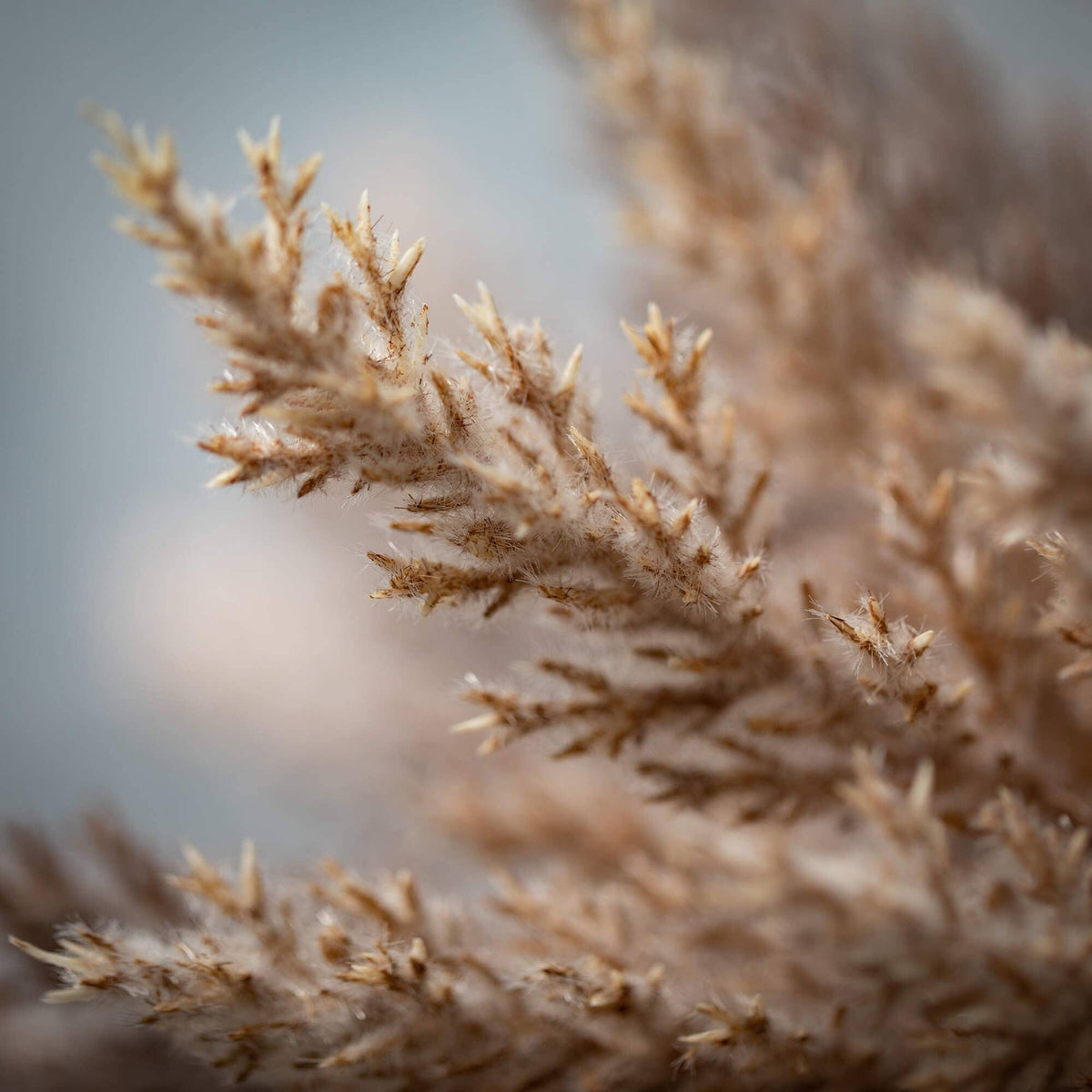 Pampas Grass Bush Bundle-2 colors