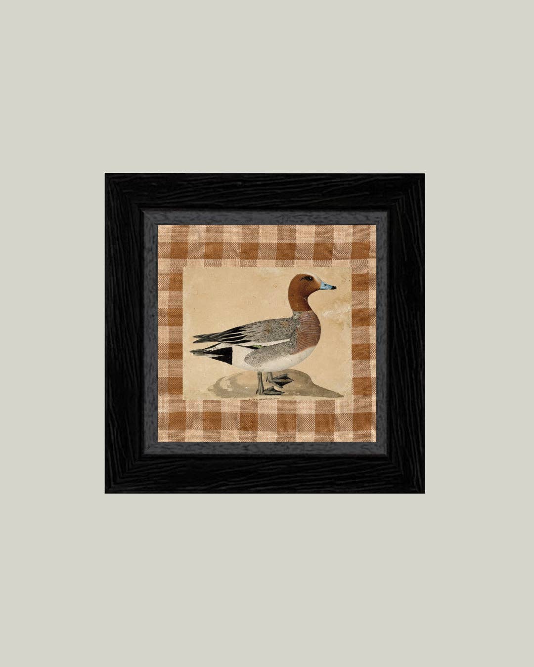 Eurasian Wigeon: 5x5