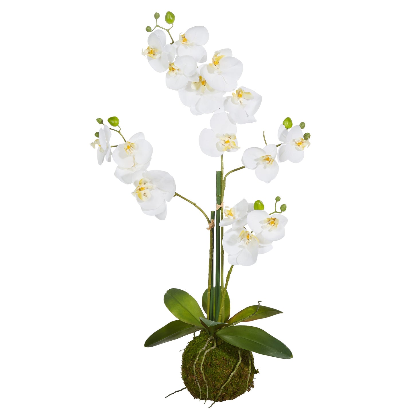 White Orchid With Moss Ball