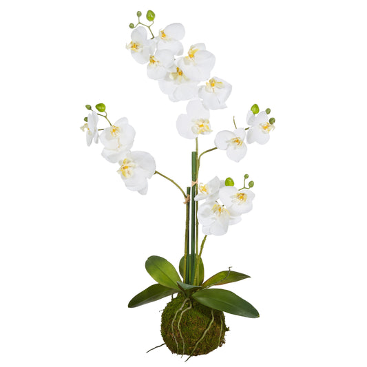 White Orchid With Moss Ball