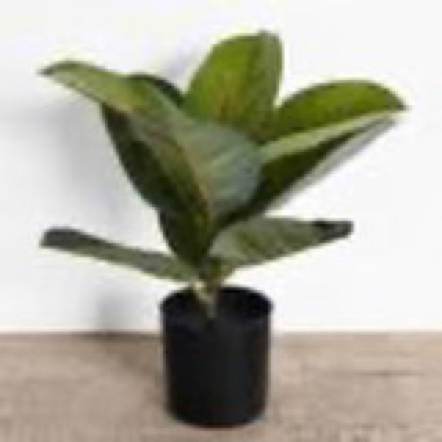 Ficus Tree in Pot