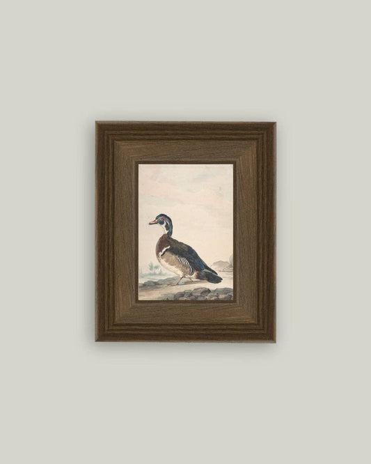 A Duck: 5x7