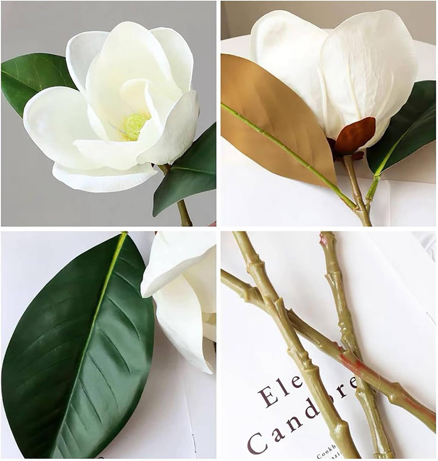 Realistic Large bloom Magnolia Flower with Leaves