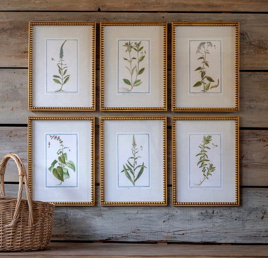 BOTANIQUE COLLECTION FRAMED PRINT