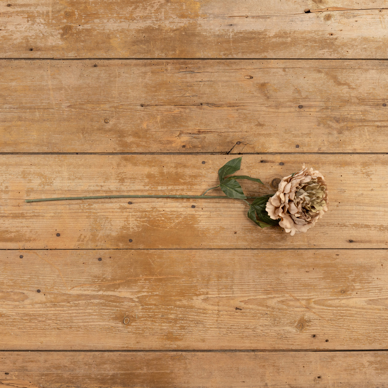 28" Tan Peony Stem