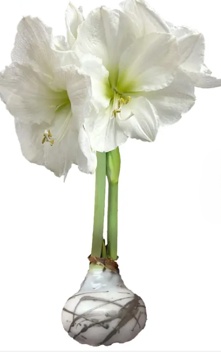 Christmas Splatter Waxed Amaryllis Bulb – Assorted Colors