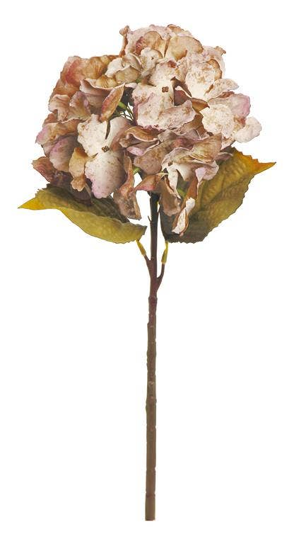 Dried Garden Hydrangea, 18", Caramel