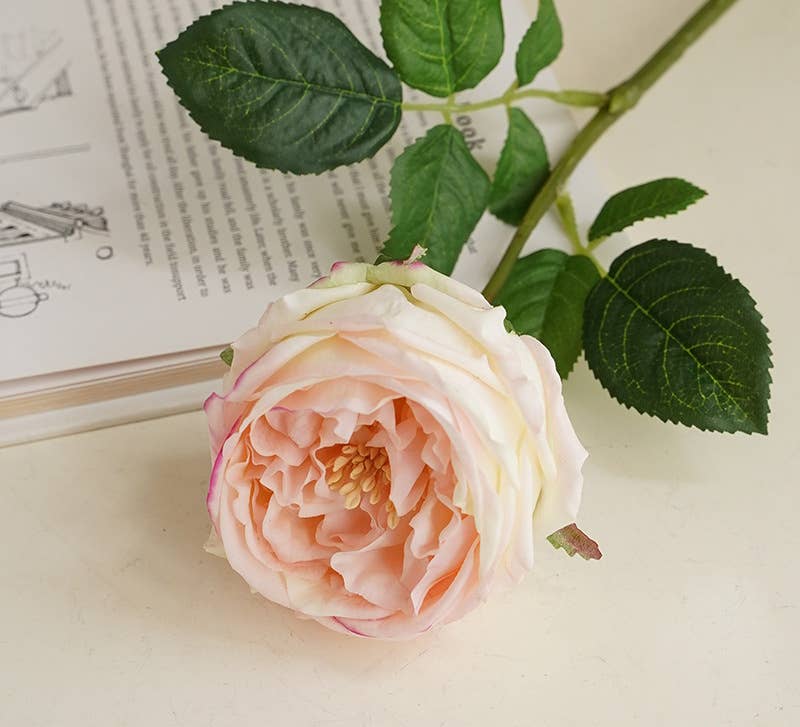 17"Premium Real touch English Austin Cabbage Rose Stem: Cream Pink