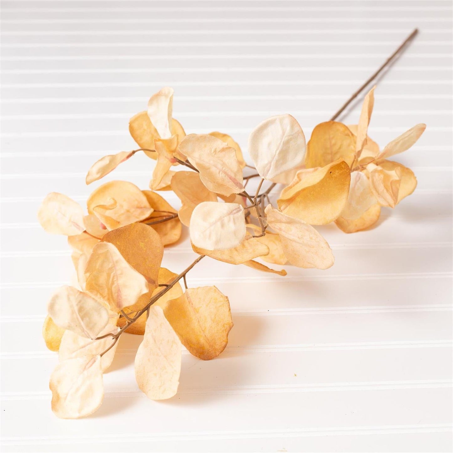Butterscotch Eucalyptus Stem