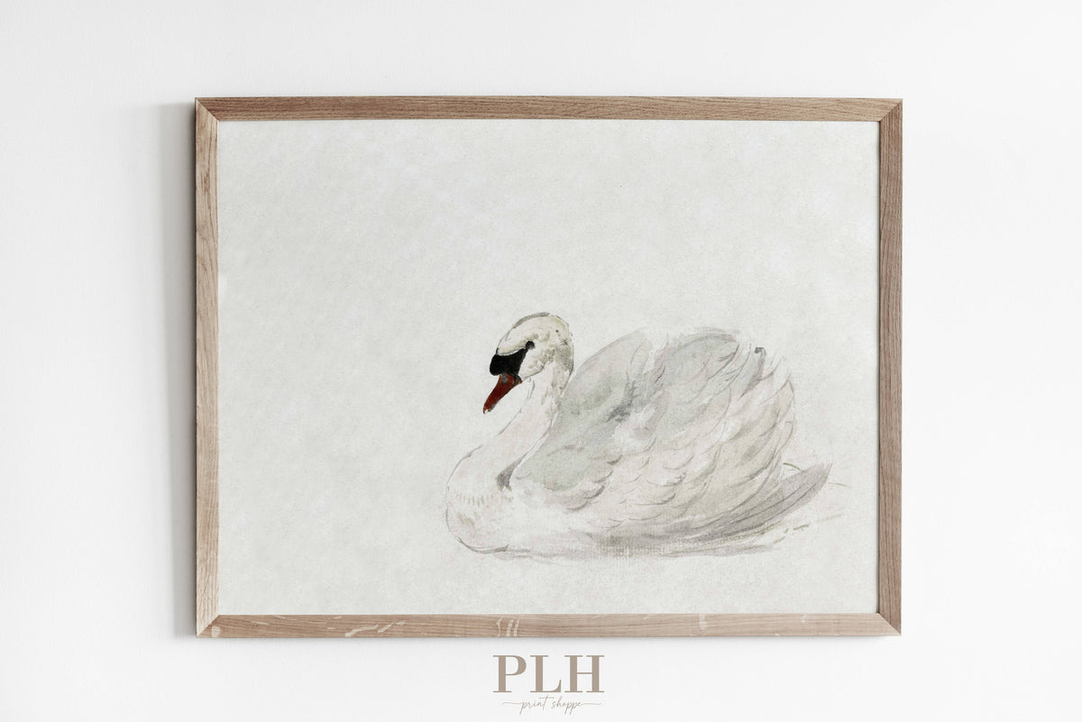 Vintage Swan Art Print