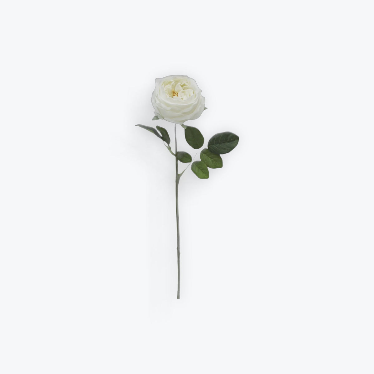 Austin Rose - White