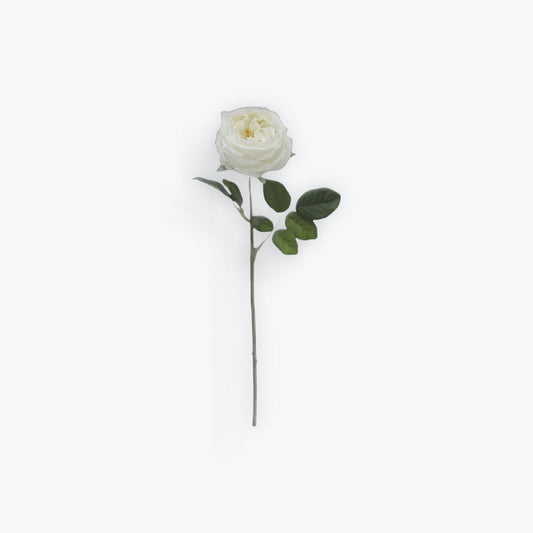 Austin Rose - White