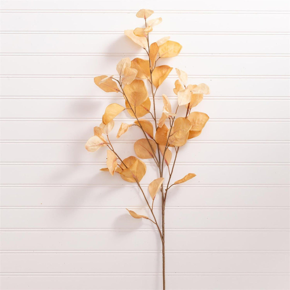 Butterscotch Eucalyptus Stem