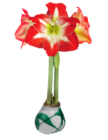 Christmas Splatter Waxed Amaryllis Bulb – Assorted Colors