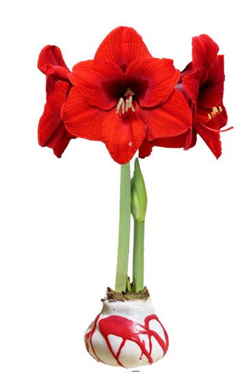 Christmas Splatter Waxed Amaryllis Bulb – Assorted Colors